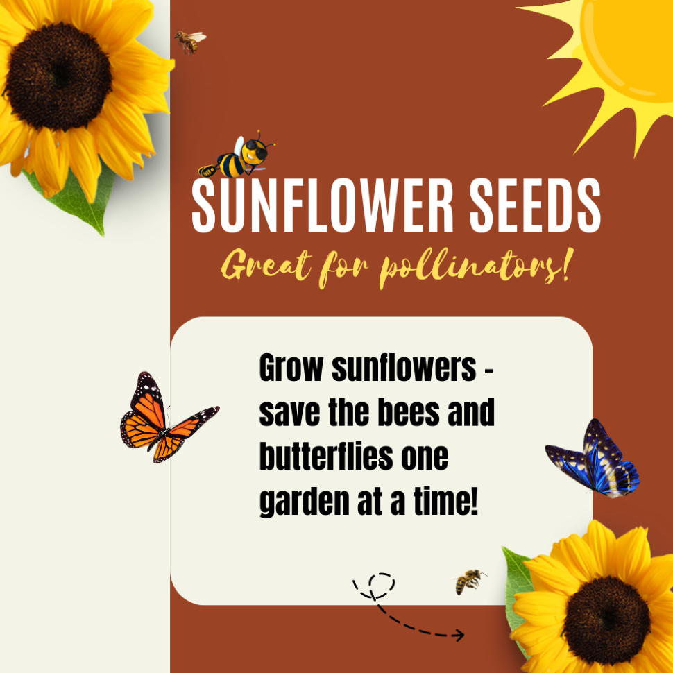 saving sunflower seeds for planting Dwarf Sunflower Seeds For Planting
