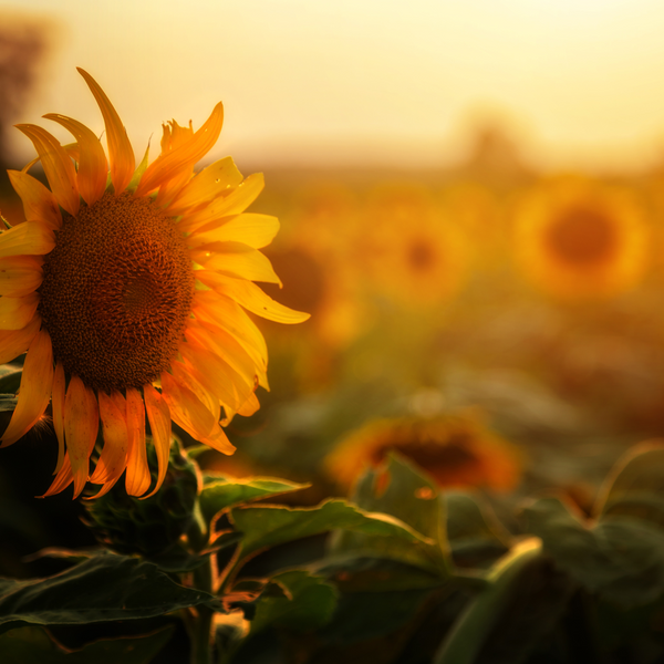 Growing Sunflowers: Tips for Planting and Caring for These Beautiful Flowers