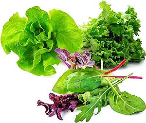 Lettuce Seeds Variety Pack - Romiane, Butter and Gourmet Salad Blend