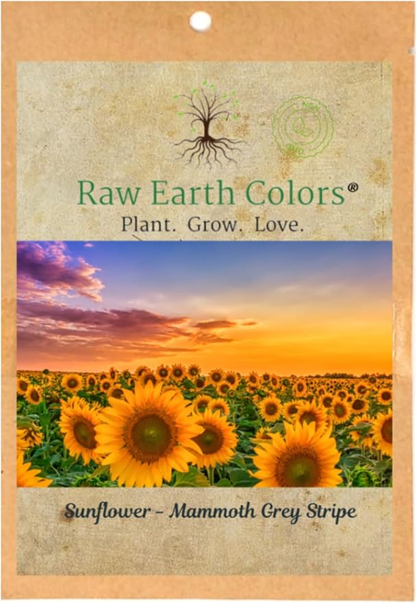 mammoth sunflower seeds to plant Mammoth Sunflower Seeds for Planting To Plant About 500 Giant Sunflowers Big Packet of Helianthus annus Flower Seeds