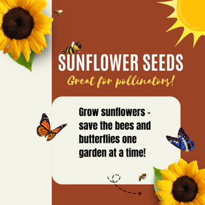 Sunflower Seeds For Planting - To Plant Mammoth Grey Stripe Sunflowers