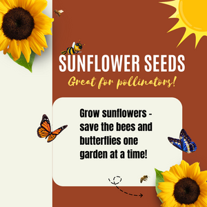 Dwarf Teddy Bear Sunflower Seeds For Planting