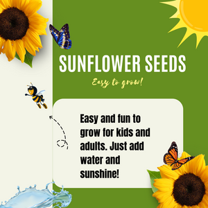 Dwarf Teddy Bear Sunflower Seeds For Planting