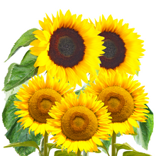 Load image into Gallery viewer, Sunflower Seeds for Planting - to Plant Giant Skyscraper &amp; Mammoth Flowers!