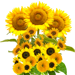 Sunflower Seeds for Planting - to Plant Dwarf and Giant Mammoth Sunflower Garden - Four Pack!