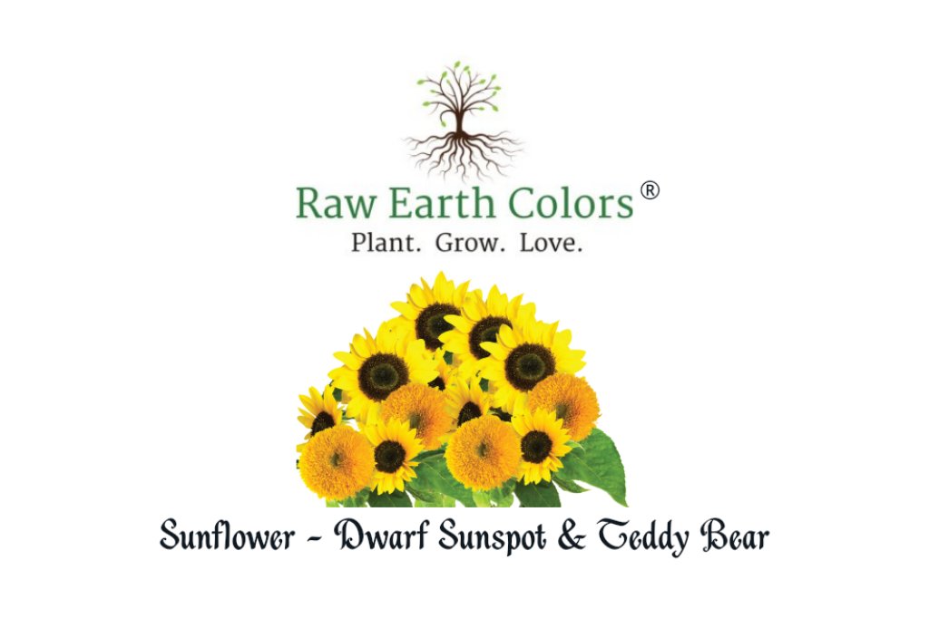 dwarf sunflower seeds to plant Dwarf Sunflower Seeds For Planting