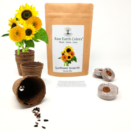 Dwarf Sunflower Seeds Grow Kit - Teddy Bear and Sunspot
