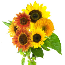 Load image into Gallery viewer, Sunflower Seeds for Planting Grow Kit - Includes Mammoth, Dwarf Teddy Bear and More