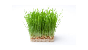 Cat Grass For Indoor Cats - Kit With Wheatgrass Seeds.