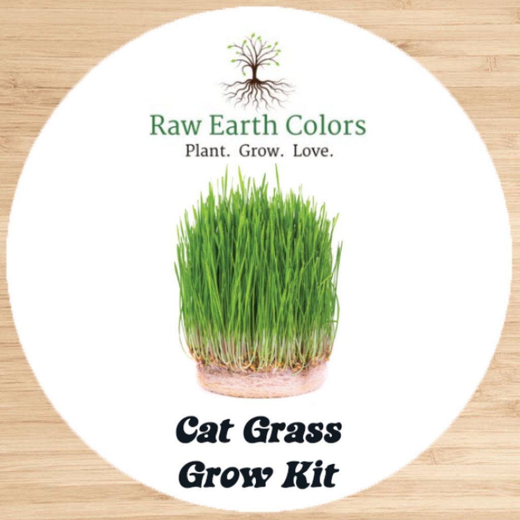planting cat grass seeds Cat Grass Seeds for Indoor Cat
