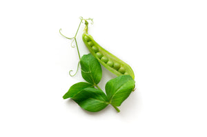 Pea seeds - Oregon Sugar Pod II