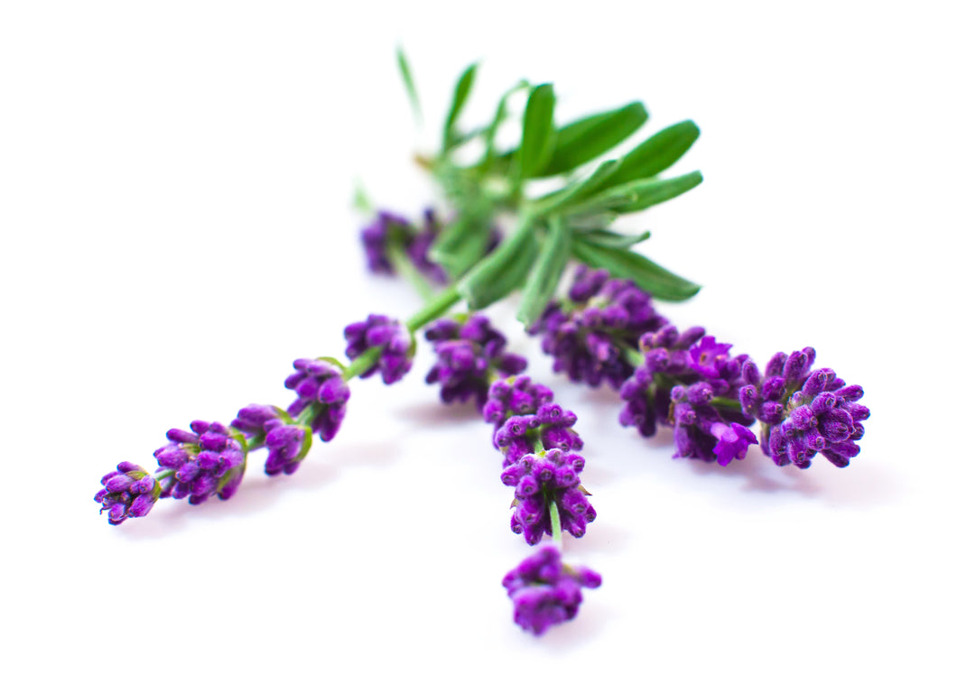 Herb Seeds - Lavender