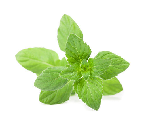 Catnip