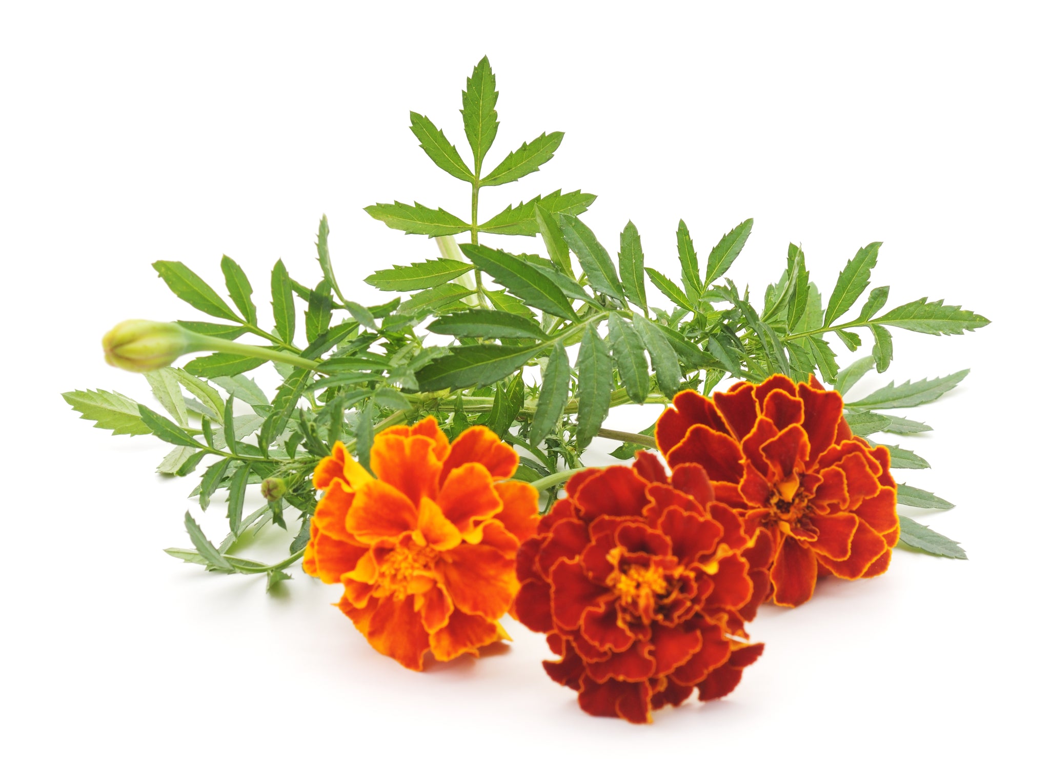 marigold french sparky seeds Marigold