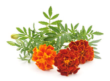 Load image into Gallery viewer, Marigold - French Sparky Mix