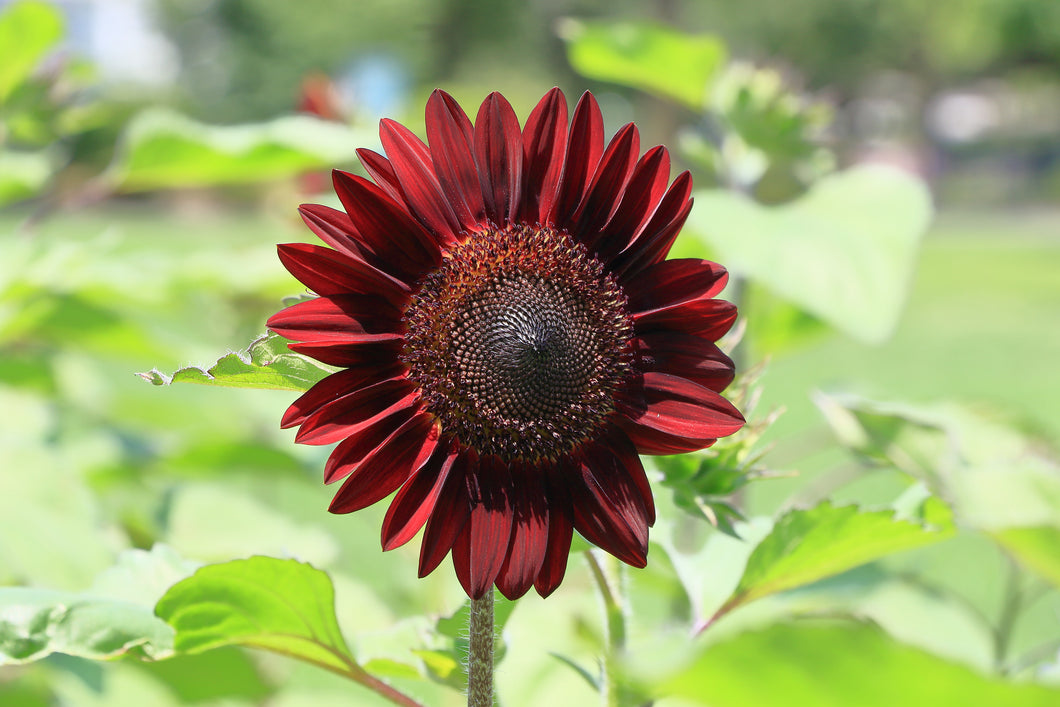 Chocolate Cherry Sunflower Seeds
