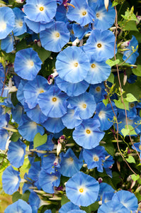 Morning Glory Seeds  - Heavenly Blue
