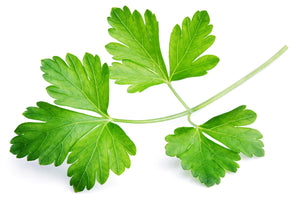 Cilantro Seeds